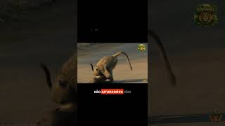 A Guerra Silenciosa Contra os Babuínos nas Fazenda #shorts  #short #shortvideo #wildlife