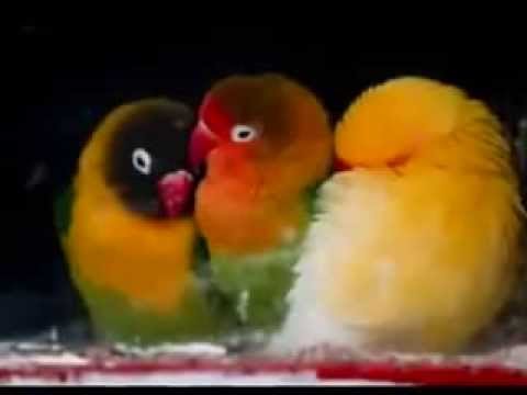 Menino e os Três passaros na Gaiola e o sacrificio de Jesus pelas Vidas!!!