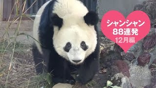 厳選シャンシャン88連発2018年12月編永久保存版