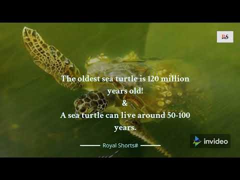 Royal Shorts# Fact.26