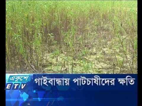 গাইবান্ধায় পাটচাষীদের ক্ষতি