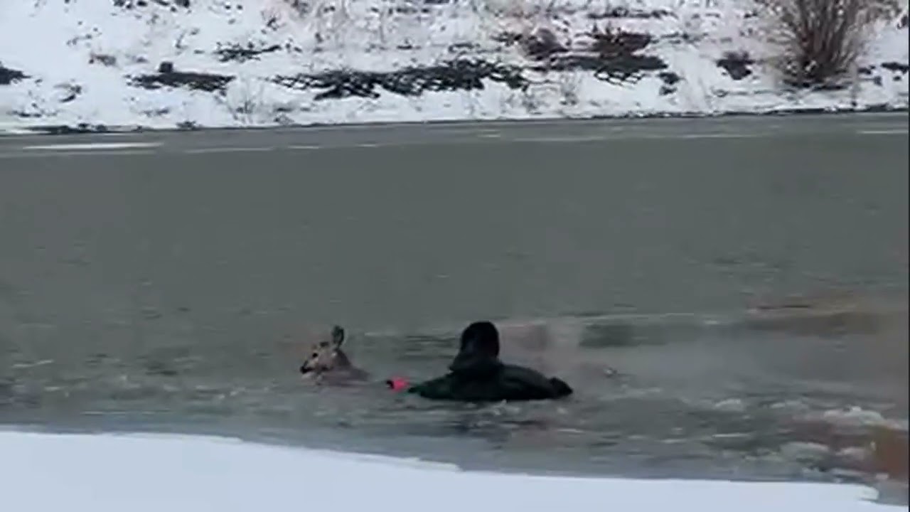 Павлодарда өзенге түсіп кеткен  елік құтқарылды (ВИДЕО)