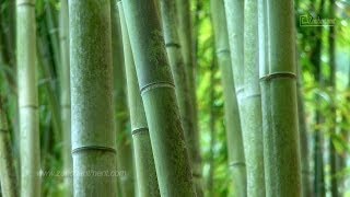 Fifty Shades of Green - Zen Garden - Relaxation, Meditation, Mindfulness (Full Length Version)