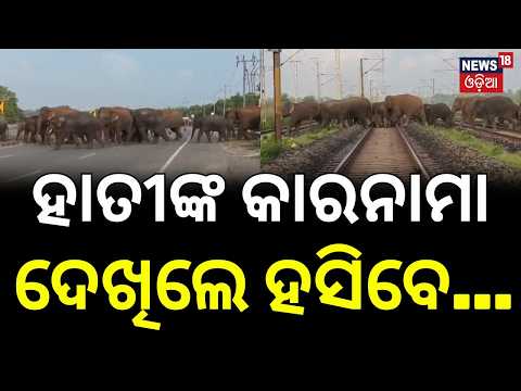 40 Elephants Cross 4 Railway Tracks in Odisha | Forest Officials Ensure Safe Passage | Odia News