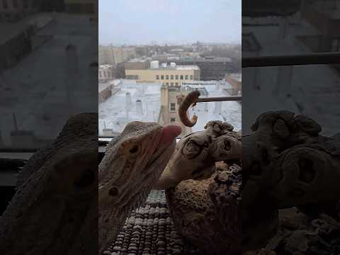 Bearded Dragon Eating Worm In Slow Motion #beardeddragon #slowmotion #worms