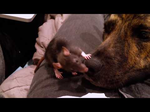 Nobody expected this german shepherd to be so gentle with a rat!
