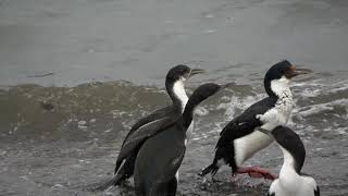 The Imperial Cormorant (With Narration)