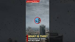 Breaking News: ‘Doom Birds’ Over Israel? Viral Sky Swarm Sparks Fear Amid Iran Tensions