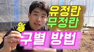 유정란 무정란 구별법