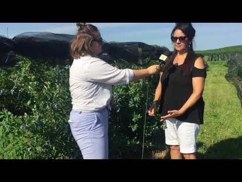 download lagu mp3 mp4 Sheldon Berries, download lagu Sheldon Berries gratis, unduh video klip Sheldon Berries