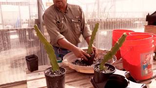 How to Plant Pitahaya Cuttings