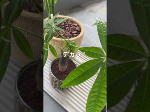 観葉植物用の天然肥料を作るにはどうすればよいですか？ベスト 5 のアイデア  庭園