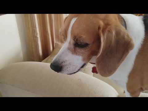 Shiloh the beagle dog jumping on top of the sofa, barking and guarding the door