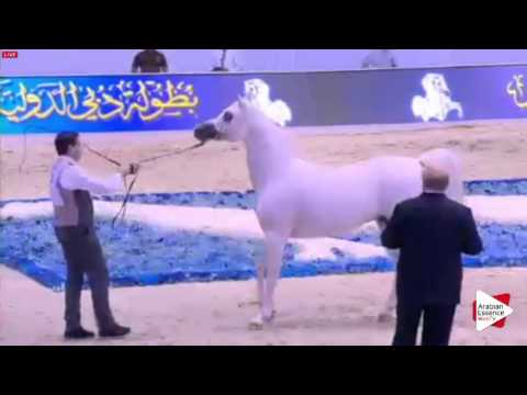 N.226 SHANGHAI EA - Dubai 2016 - Stallions 7-9 years old (Class 13