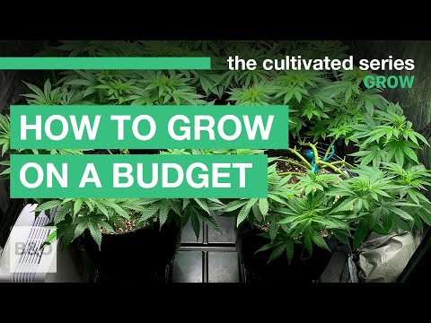 How to Grow Weed on a Budget | 2021