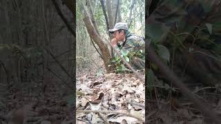 Download lagu Sungguh menakjubkan menirukan suara ayam hutan merah betina yang memanggil ayam jantan dengan tangan yang berdering. mp3