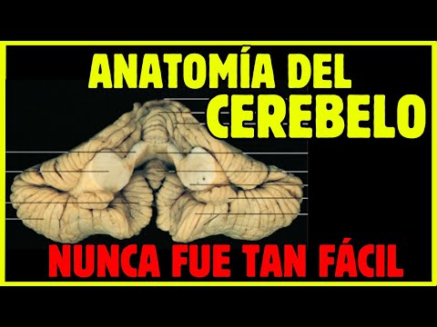 🧠ANATOMÍA DEL CEREBELO  / Configuración externa fácil y lógica