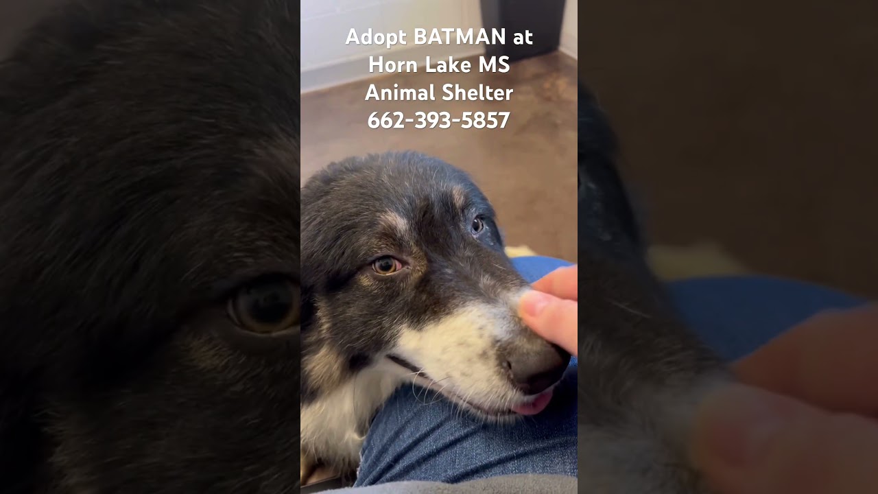 Batman, a ADOPTABLE Australian Shepherd in Horn Lake, MS video 6/6