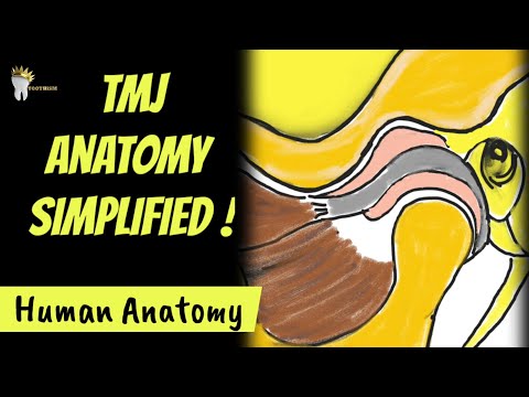Temporomandibular joint | Why is it notlined by hyaline cartilage like the other joints?