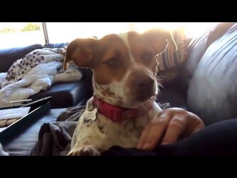 My dog, Hazel and my grandparents dog, Dodo. Please like and subscribe for more animal videos!