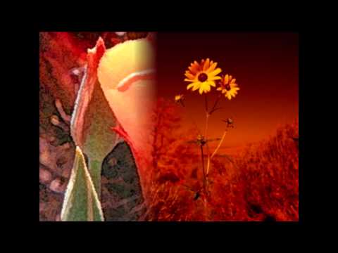 Biljana Slijepcevic - Desert flower