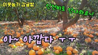 농사의 현실 수확하지 못하고 버려진 귤들 힘들게 농사지어 버리는 귤이 생각외로 많습니다. 귤을 따버리는 이유…