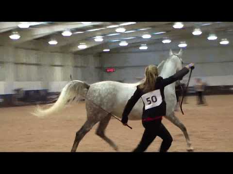 Memories of UKIAHS 2019 - UK International - Part 11 - Championship - Senior Mares