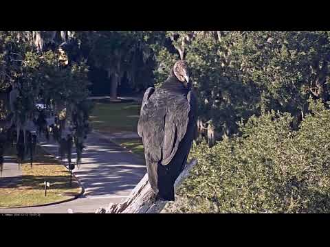 Black Vulture Perches Atop Branch In Savannah – Dec. 12, 2018
