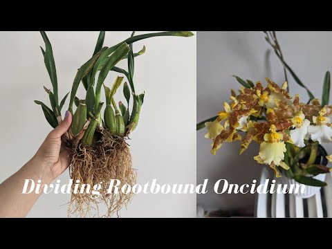 Oncidium Orchid Care | Dividing and Repotting Large Oncidium Orchid for Beginners