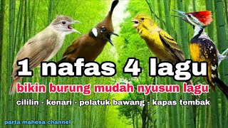 Download lagu Masteran Burung JUARA Cililin - Kenari - Pelatuk bawang - Kapas tembak  mp3