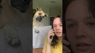 Dog Gets Excited Hearing His Favorite Words