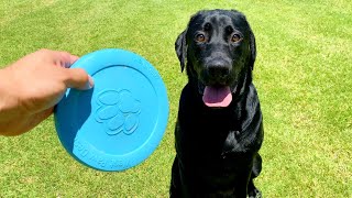 LABRADOR CATCHES A FRISBEE FOR THE FIRST TIME!!