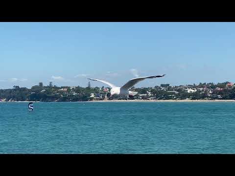 Christmas day on the beach | Takapuna Beach | Travel Video | Haryanvi enjoying life in Auckland