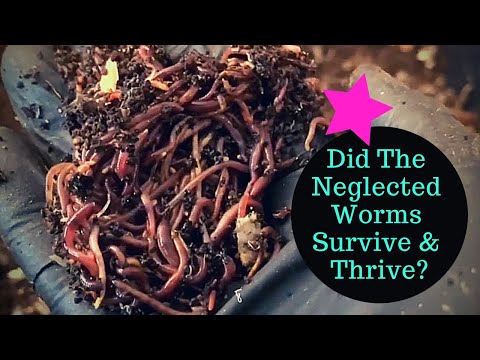 103 Days of Neglect: Composting Worms Coming Back to Life