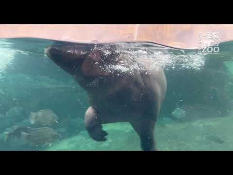 Baby Hippo Fritz is 400lbs and Full of Energy - Cincinnati Zoo