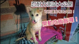 忍耐力測試大公開 #狗狗 吃飯飯囉！ #犬 #萌寵 關鍵字“開動” #puppy #dog