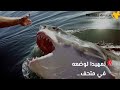 شاهد/أسباب تحنيط القرش القاتل الذي التهم السائح الروسي...