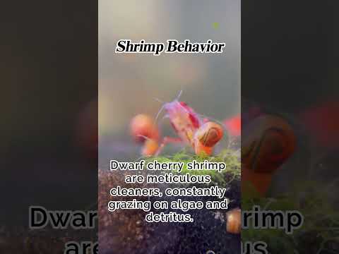 Shrimp Behavior #facts #shrimp #shrimpkeeping #aquarium #shrimps #fishtank #fishkeeping #fish #pets