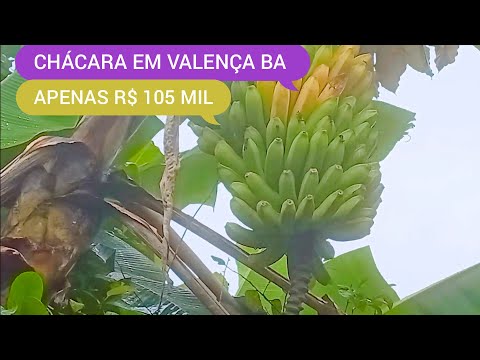 CHÁCARA COM 5 MIL METROS À 17 KM DE VALENÇA BA CÓDIGO:0230 ZAP 73981663547