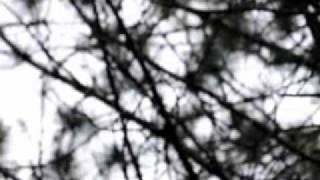 Raven Music Video