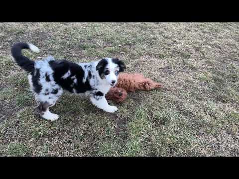 Australian Shepherd puppy for sale