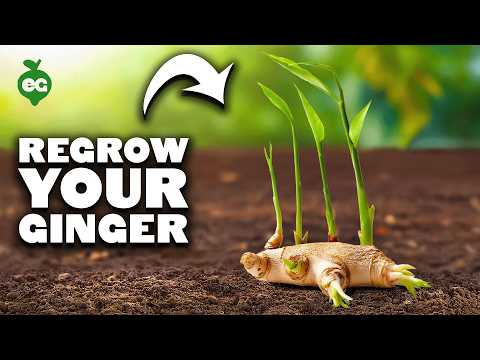 Ginger Growing from Store-Bought Ginger Roots!