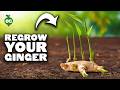 Ginger Growing From Store Bought Ginger Roots