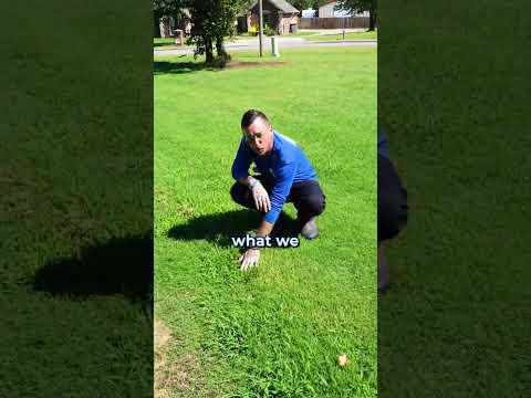 How to Get Rid of Crabgrass