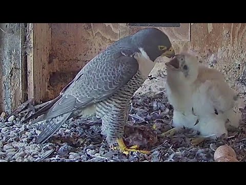 FalconCam Orange CSU~Great feeding by Dad~1:56 PM 2021/10/31