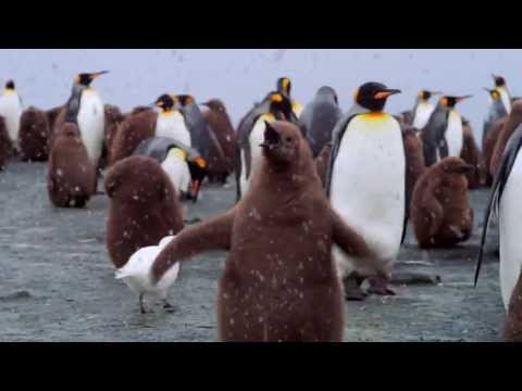 Penguins 3D Official Trailer | IMAX Theatre Version