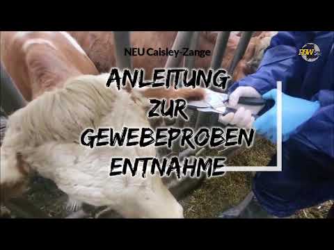 RBW-Herdentypisierung - Probenentnahme mit der Caisley Zange