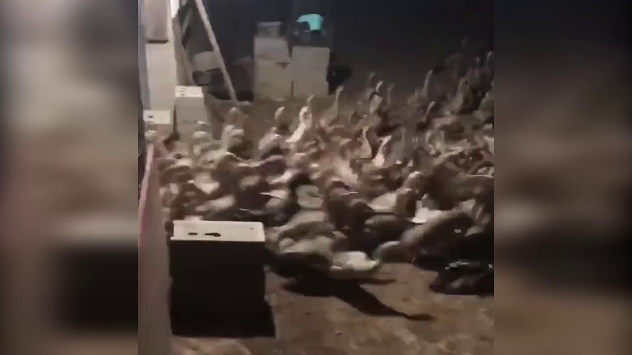 Release the Quacken!