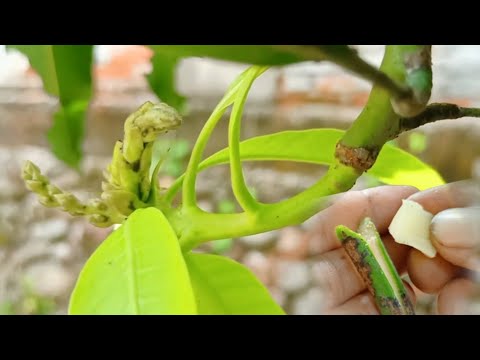 Use Potatoes to Grafting Fruit Trees | Fruit Tree Grafting Technique