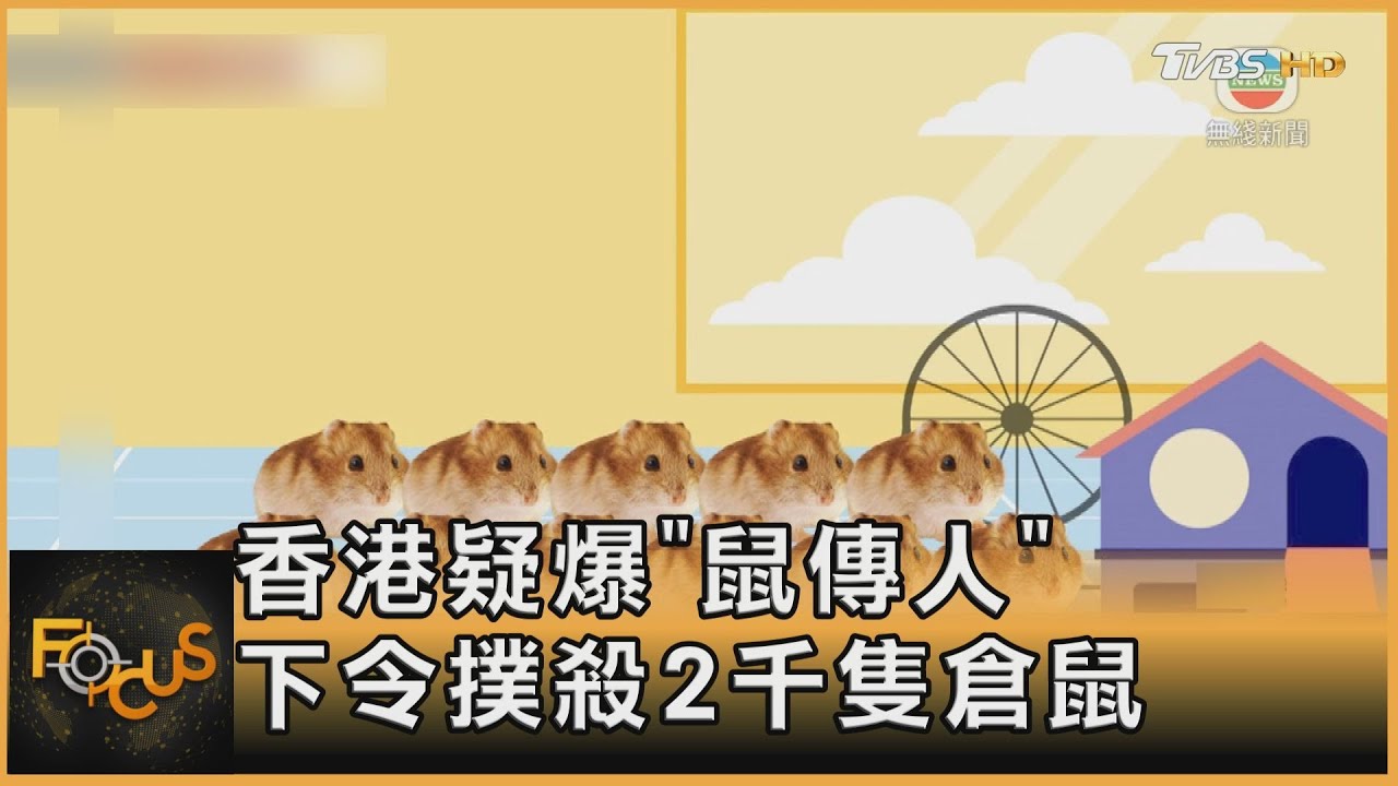 香港疑爆「鼠傳人」下令撲殺2千隻倉鼠